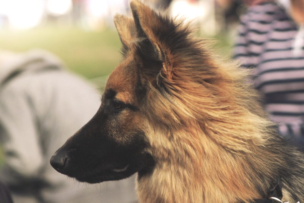 The German Shepherd: A Comprehensive Guide to the Breed 