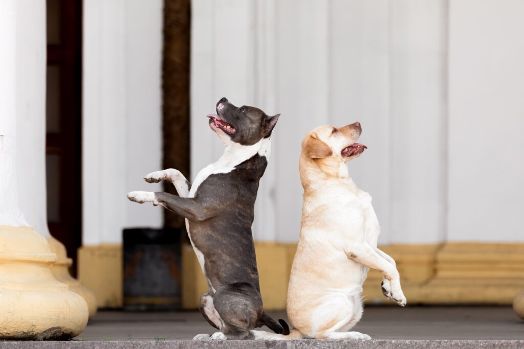 Understanding Canine Body Language: How to Master Your Dog’s Gestures and Signals